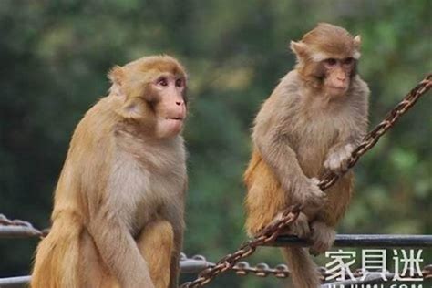 問感情怎麼問 猴跟猴合嗎